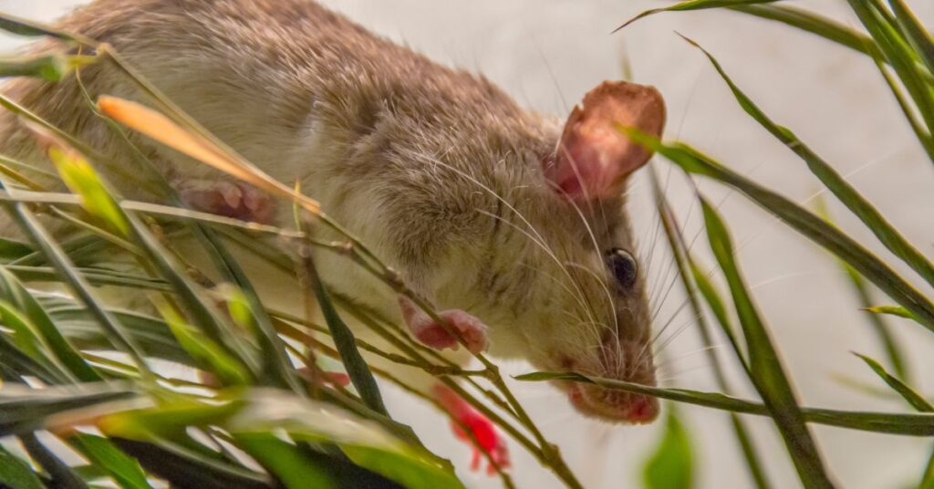 how to get rid of palm rats in florida