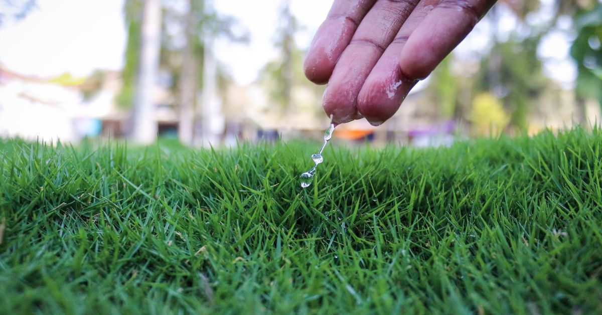 how often to water grass in florida