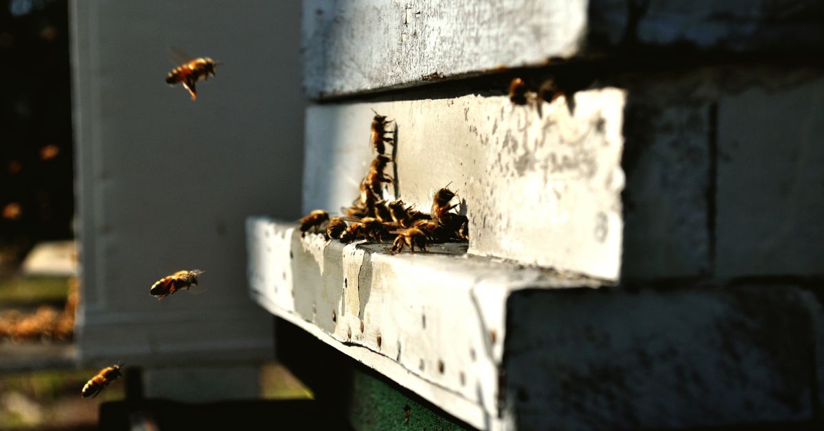 how to find a wasp nest in your house