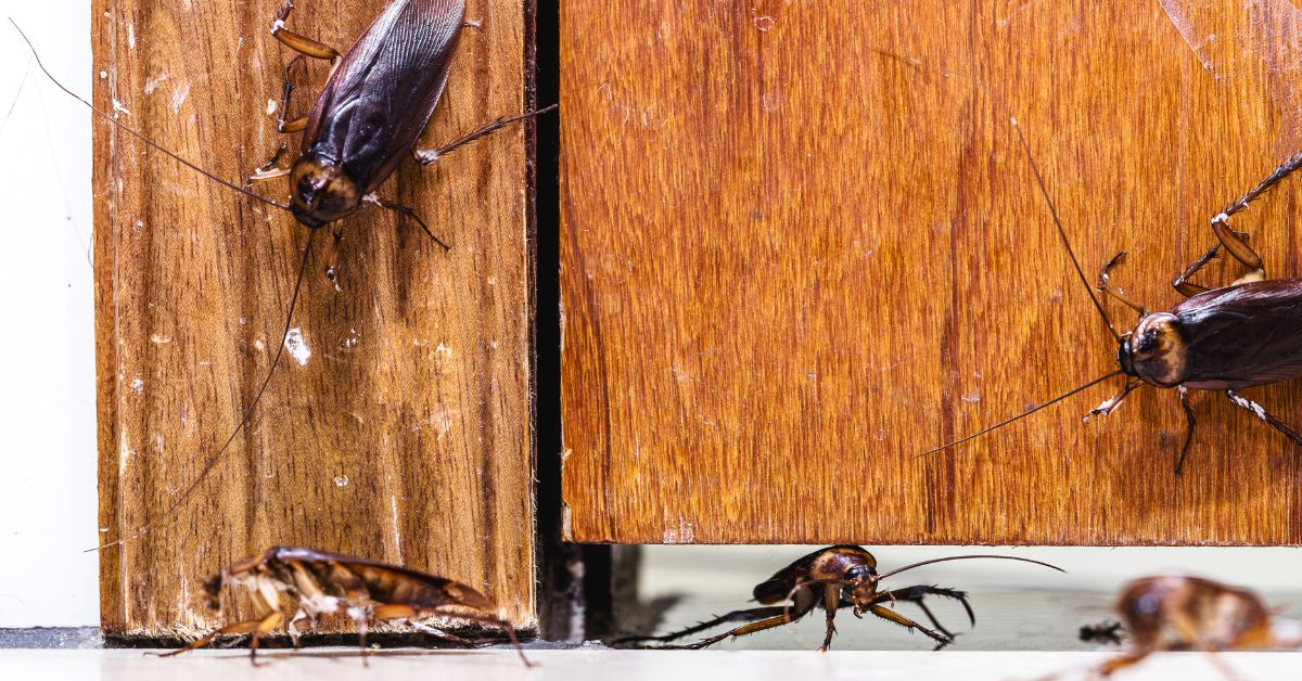 what kind of roaches live in florida